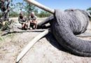Le plus grand éléphant du Botswana et son voisin, l’homme le plus riche du monde